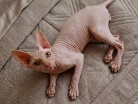 4 AYLIK ERKEK SAFKAN SPHYNX