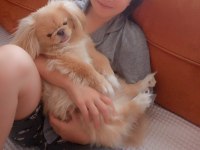 Pekinez köpek ırkı