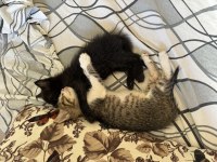 2 AYLIK ERKEK KARDEŞ KEDİLER