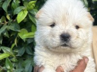 Bembeyaz Chow Chow yavrumuz yeni yuvasını arıyor