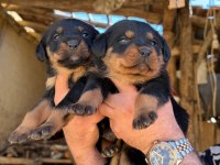 Dişi Erkek Rottweiler Yavrular