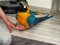 Belgeli kayıtlı A kalite macaw