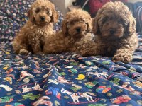 Toy poodle Bebeklerimiz 67 günlük