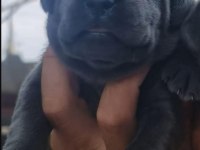 Cane Corso 2 Aylık Köpekler