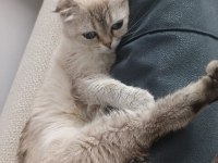2 Yaşında Dişi Scottish Fold