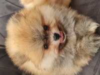 Show kalite pomeranian boo
