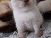 1 buçuk aylık orjinal Scottish Fold Bebekler