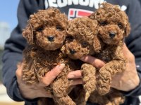 Ankarada ziyarete açık kore toy poodle yavrular