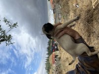 Pug yavrumuzu sahiplendiriyoruz