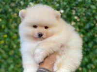 TÜY YUMAĞI POMERANİAN BEBEĞİMİZ KUKİ