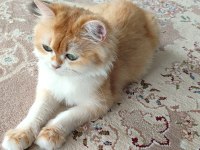 Ny12 golden full şecereli british longhair
