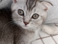 Yeni 3 aylık erkek SCR li scottish fold