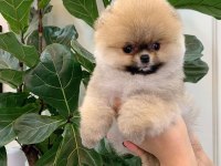 POMERANİAN BOO YAVRULARI