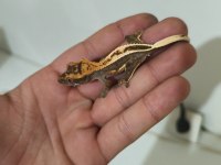 Crested ve Leopard Geckolar