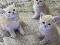 British 3 Krem 1 Beyaz