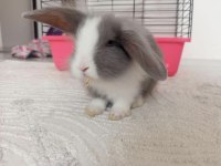 Hollanda Lop Tavşanı