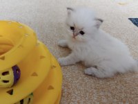 British longhair oğlumuz yeni yuvasını arıyor