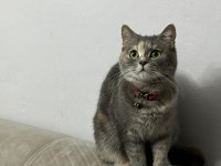 Karmen british shorthair