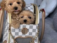 Kore Kan Hattına Sahip Maltipoo