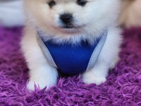 Pomeranian ayıcıklar ırk ve sağlık garantilidir