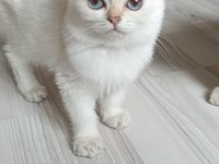 Bursa golden ve golden point british shorthair yavrular