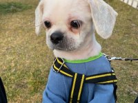 11 Aylık Shih Tzu