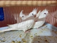 Yavru albino sultan papağanlar ele kola alıştırmalık
