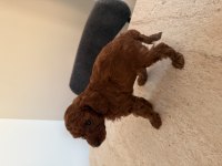 KORE POODLE 30 GÜNLÜK ERKEK