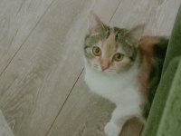 Bu tatlı kedimiz bebek yuva arıyor