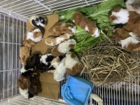 Rengarenk Çok Tatlı Ginepigler Adana Kobay