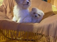 MİNİK BOY MALTİPOO, AL SATÇI DEĞİLİZ KENDİ BEBEKLERİMİZ