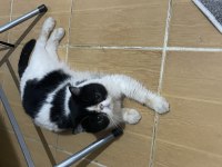 İran kedisi Acil