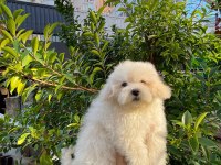Bichon frise dişi yavrumuz