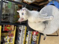 British Shorthair Yavrumuz