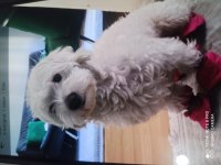 2.5 yaş terrier maltese dişi