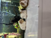 Ginepig Yavruları Citypetshop