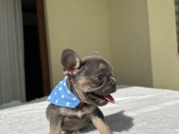 FRENCH BULLDOG ( IRK GARANTİLİ )