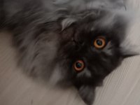 British Longhair kedimiz