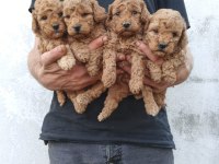 Toy Poodle Yavrular Irk Sağlık Garantili