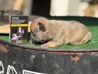 Mükemmel anatomi french bulldog bebekler
