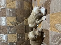 Terrier yavrular