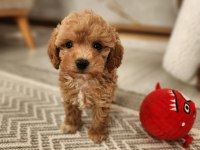 Maltipoo Yavrularımız Aşılı Mikroçipli