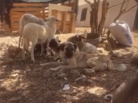 Köpeğimiz fazlalıktan dolayı