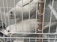Albino çift üretime hazır sultan papağanı