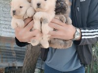 A Kalite Chow Chow Yavrularımız Çin Aslanı