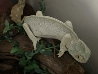 Genç anaç Chamaeleo chamaeleon Bukalemunu