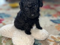 SAFKAN MİNİK SİYAH TOY POODLE