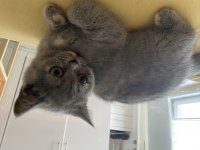 Gri dişi british shorthair