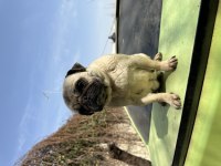 Yetişkin dişi pug köpekler