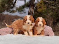 Show kalite giant (Dev) poodle yavrular